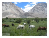 ε (Leh)-ũ(Ladakh)