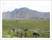 ε (Leh)-ũ(Ladakh)