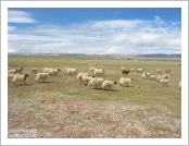 Ƽ(ƼƮ, tibet) (lhasa)