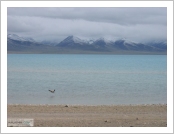 Ƽ(ƼƮ, tibet) (lhasa)